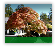 bonsai entretien vignette 2