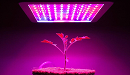 led horticole bonsai