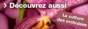 Entretien Orchidée