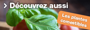 Plantes Comestibles Entretien