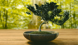 Engrais et fertilisation - Bonsai Shohin