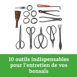 outils pour l'entretien des bonsais