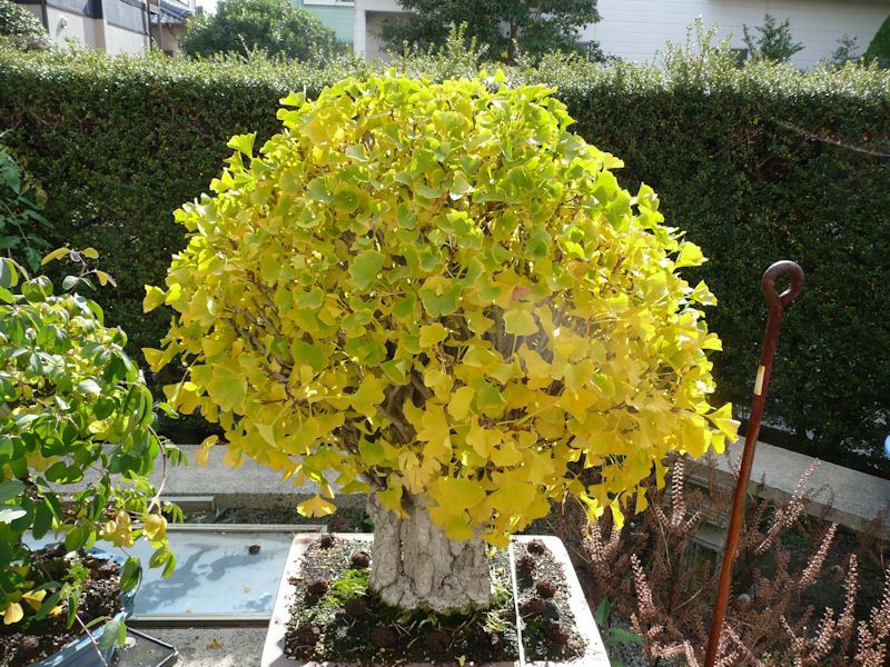 feuille de bonsai