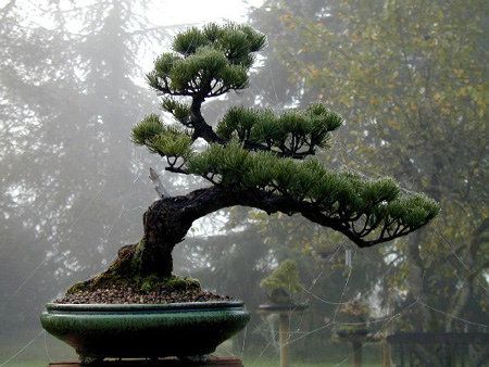 Engrais et fertilisation - Bonsai Shohin