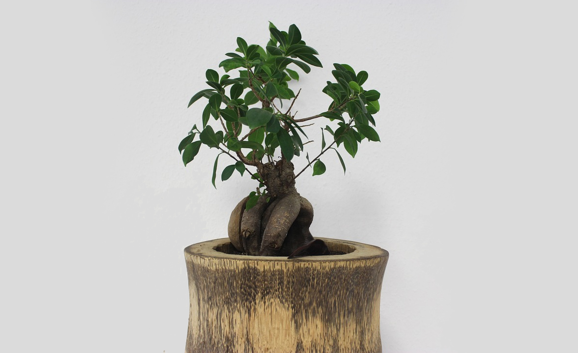 bonsai-interieur