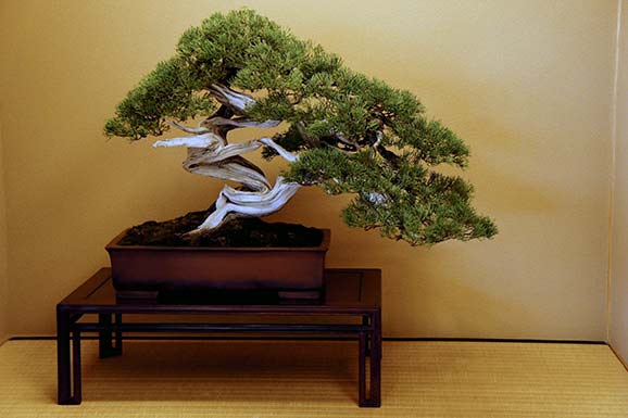 terre bonsai