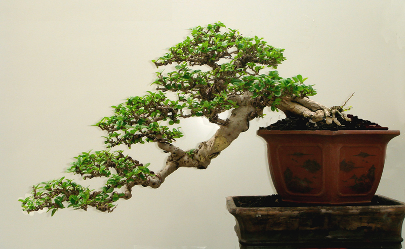 Bonsai Carmona