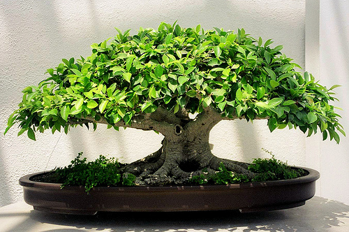 Bonsai Ficus : Ginseng, Retusa, Benjamina