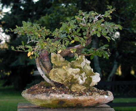 Bonsai Orme de Chine