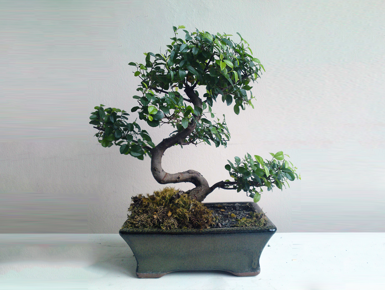  Kit Entretien Bonsai