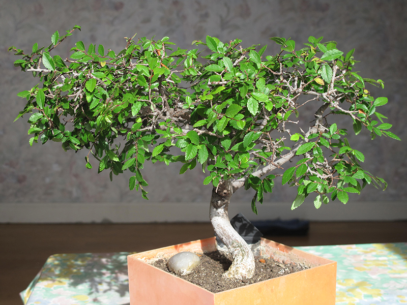 bonsai zelkova