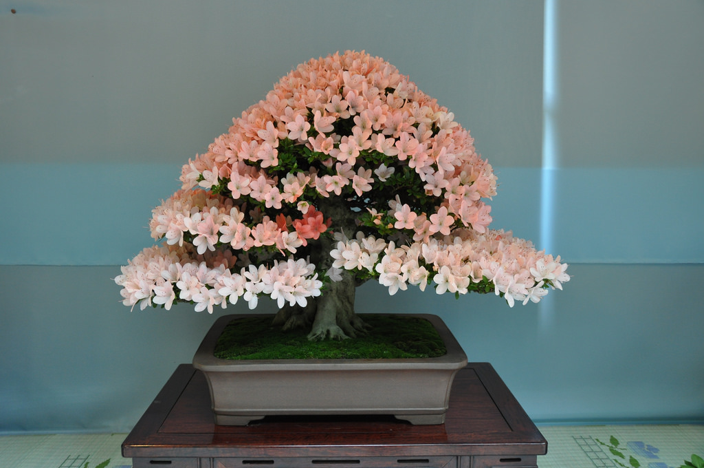 Bonsai Azalée