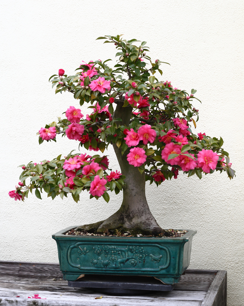 Bonsai Camélia