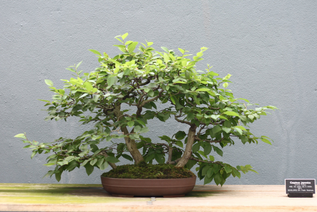 Bonsai Charme