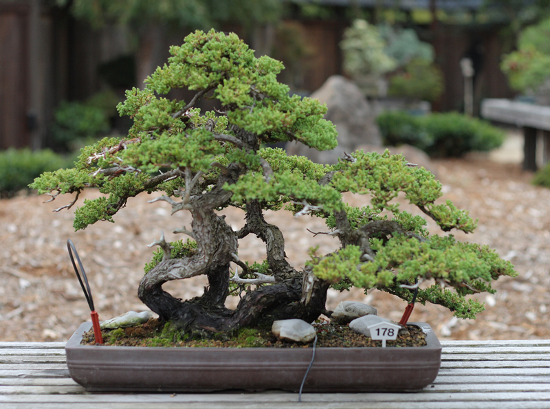 Bonsai Genévrier