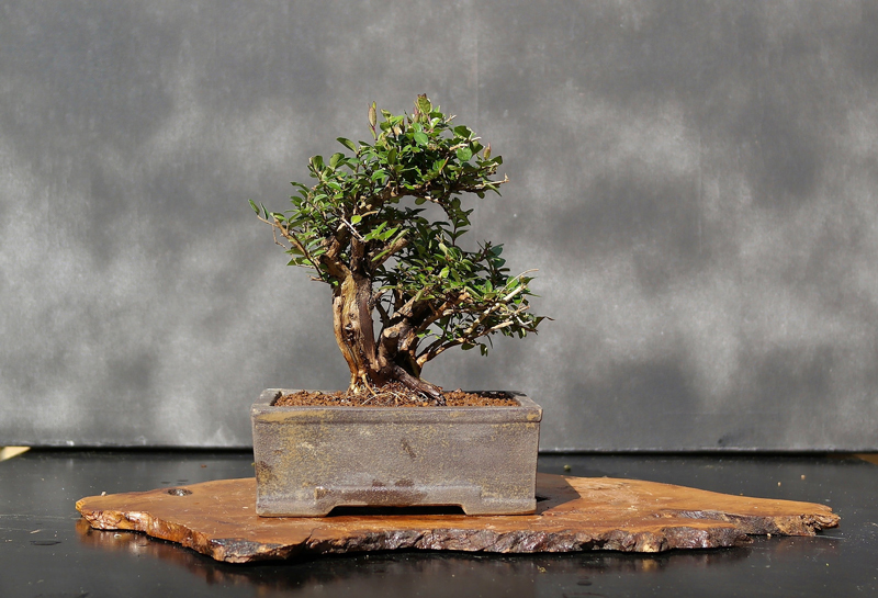 Bonsai Chèvrefeuille