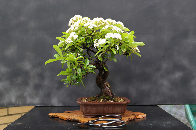 Bonsai Pyracantha