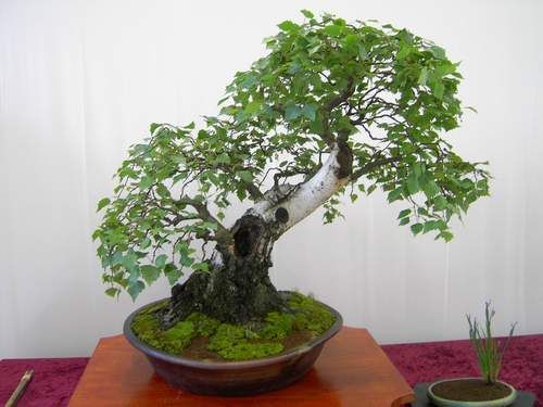 Bonsai Bouleau