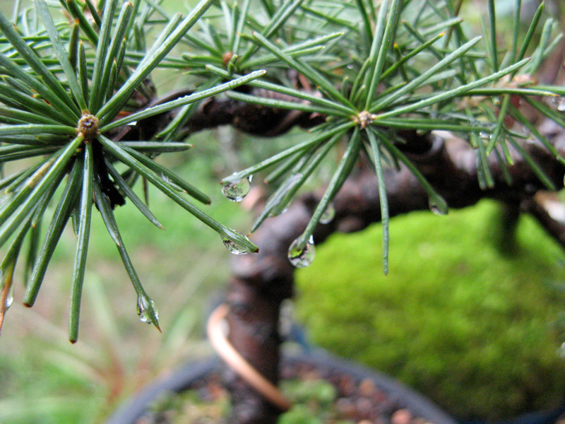 Bonsai Cèdre