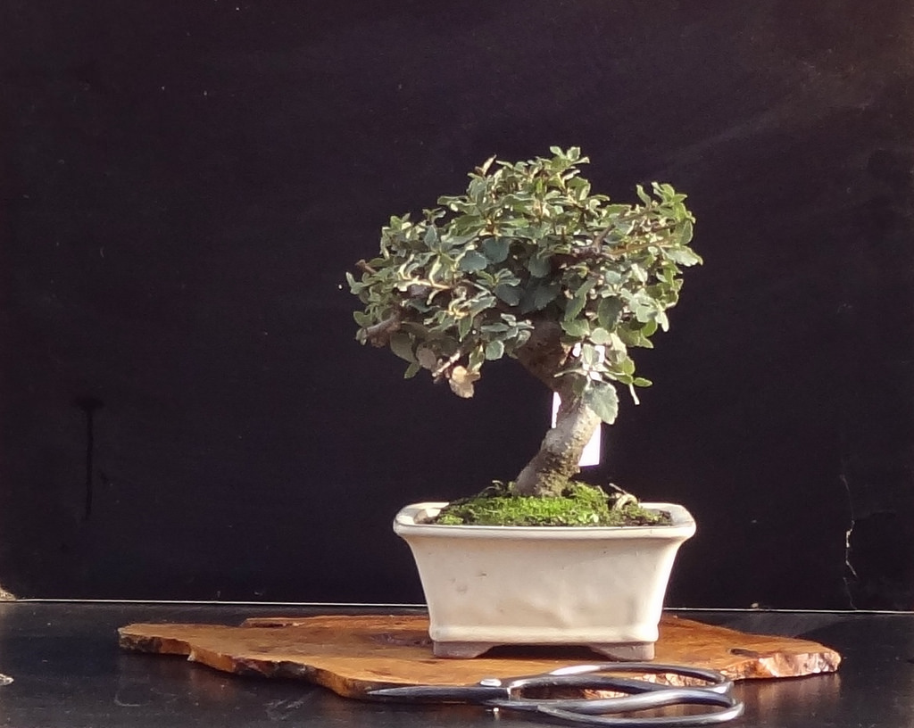 Bonsai chêne