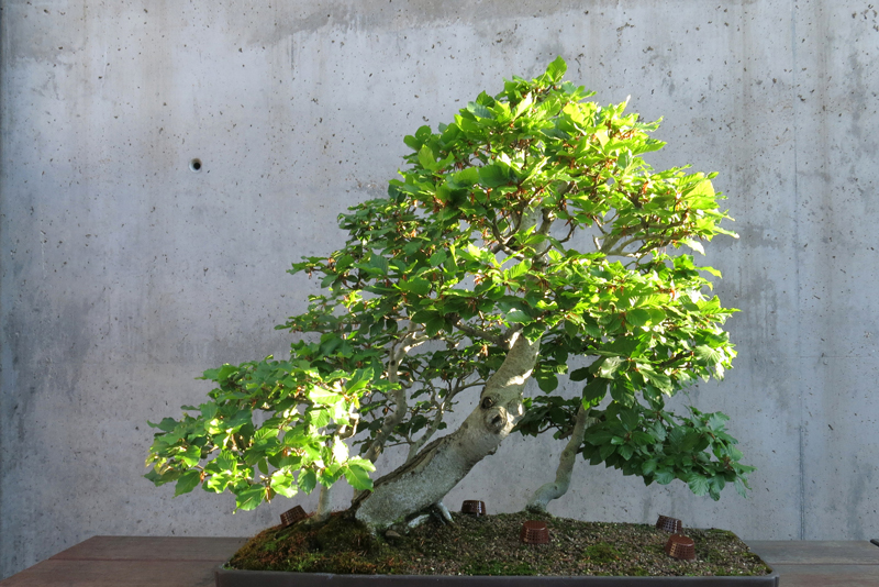 Bonsai Hêtre