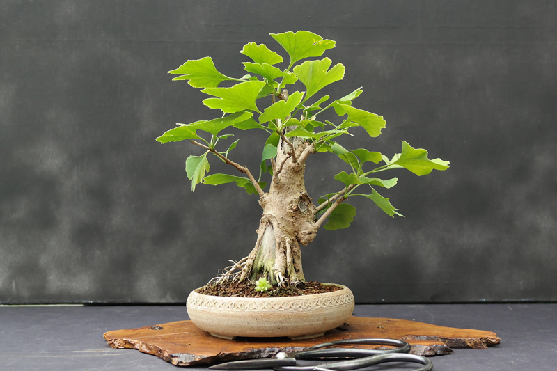 Bonsai Ginkgo Biloba