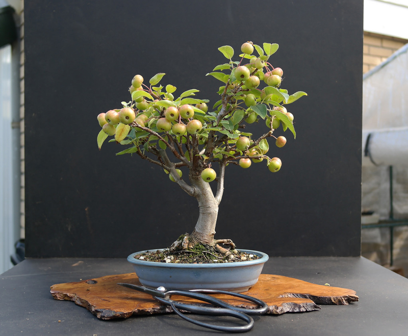 Bonsai Pommier