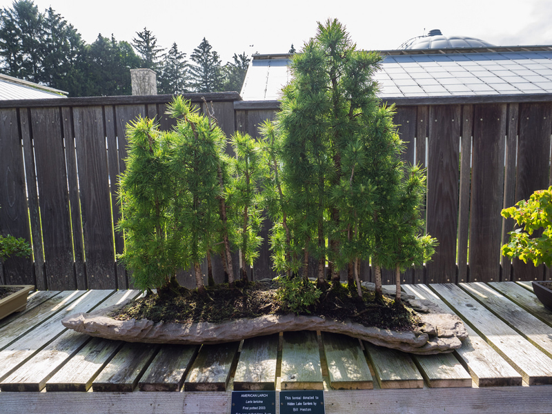 Bonsai Mélèze