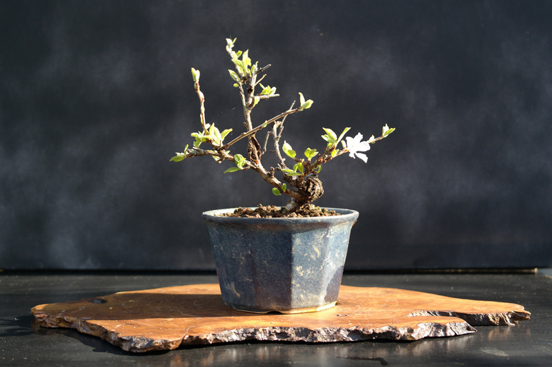 Bonsai Prunus