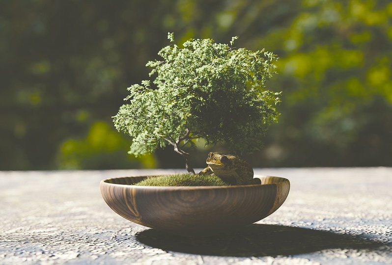 Choisir un pot à bonsai - Comment bien le choisir ?