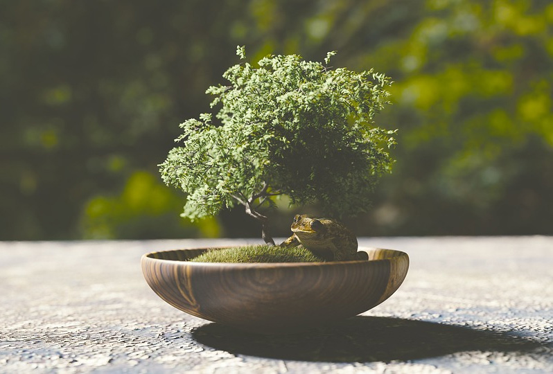 Acheter un bonsai d'intérieur ou d'extérieur