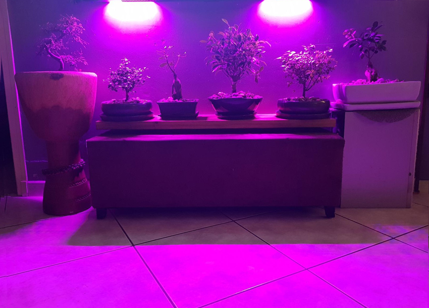 Ampoule horticole LED GU10 - Idéale pour plantes vertes, bonsaïs ou cadres