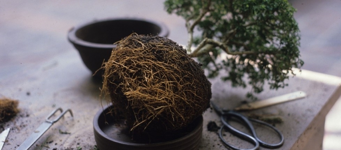 10 outils bonsai indispensables pour l'entretien