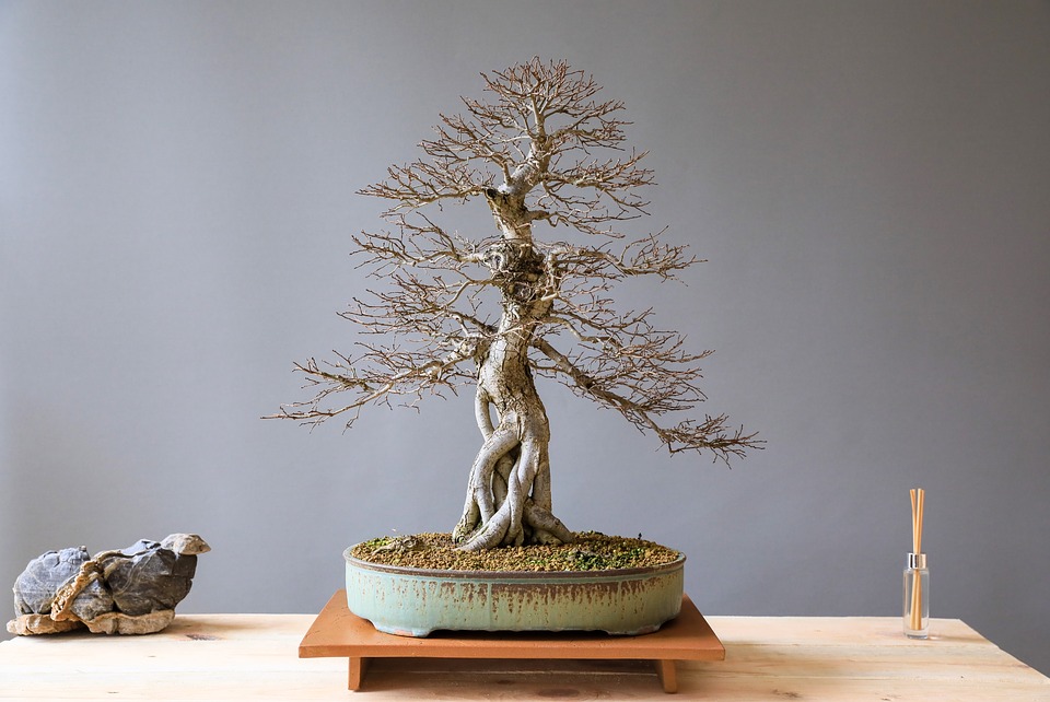 Choisir un pot à Bonsaï qui convient à un arbre - Bonsai Empire