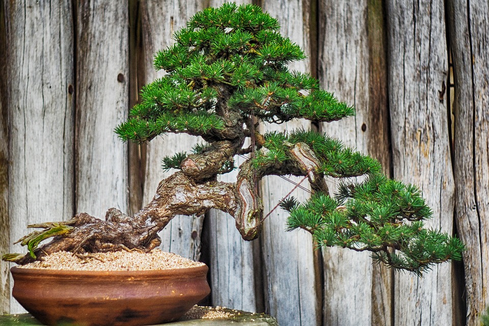 Comment bien choisir son pot à bonsai ? - Bonsai Entretien