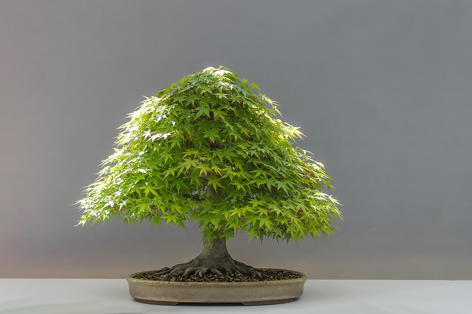 Bonsai Erable (du japon, rouge, champetre)