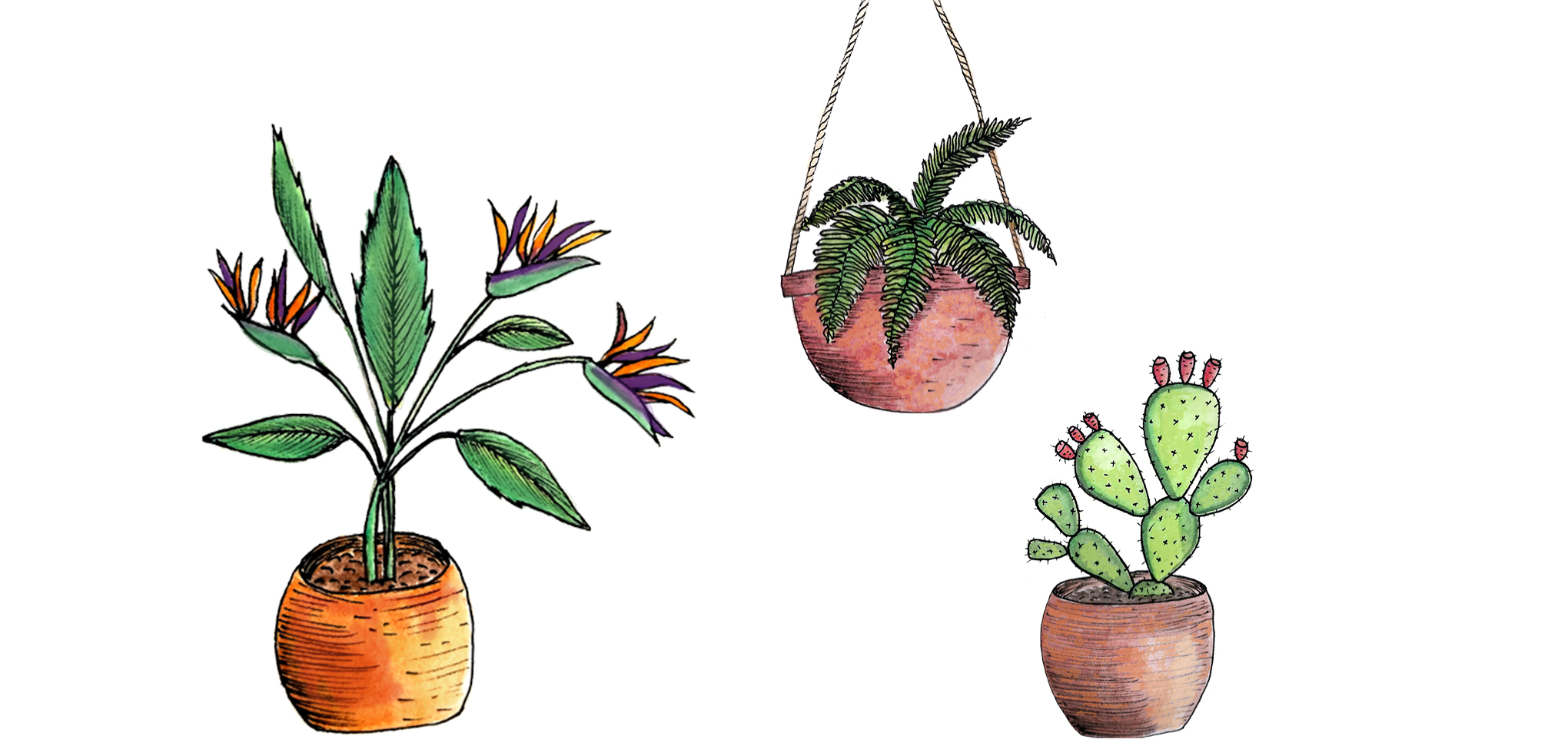 illustrations de plantes