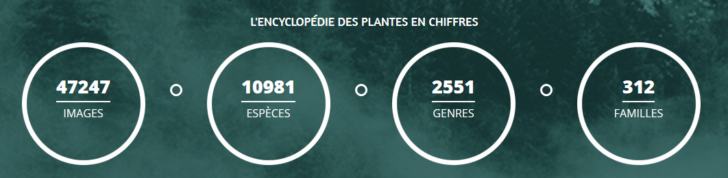 statistiques de l'encyclopédie des plantes