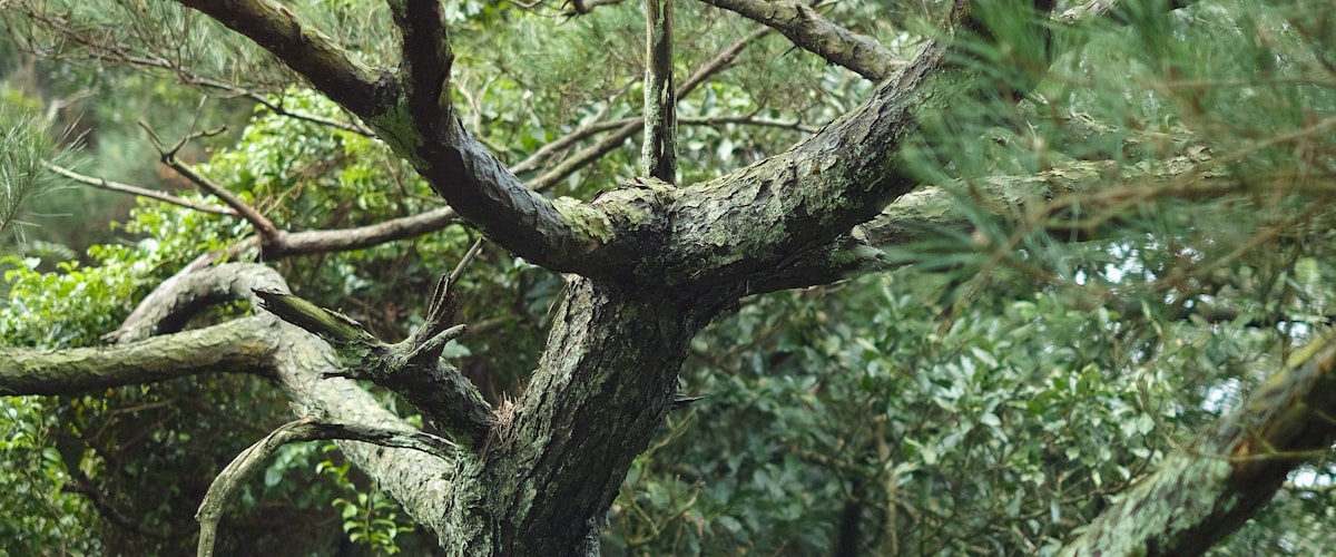Bonsaï tropical en Asie du Sud-Est