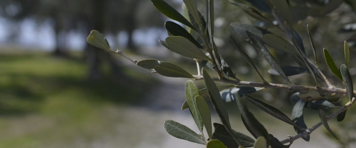 Bonsaï olivier en Méditerranée